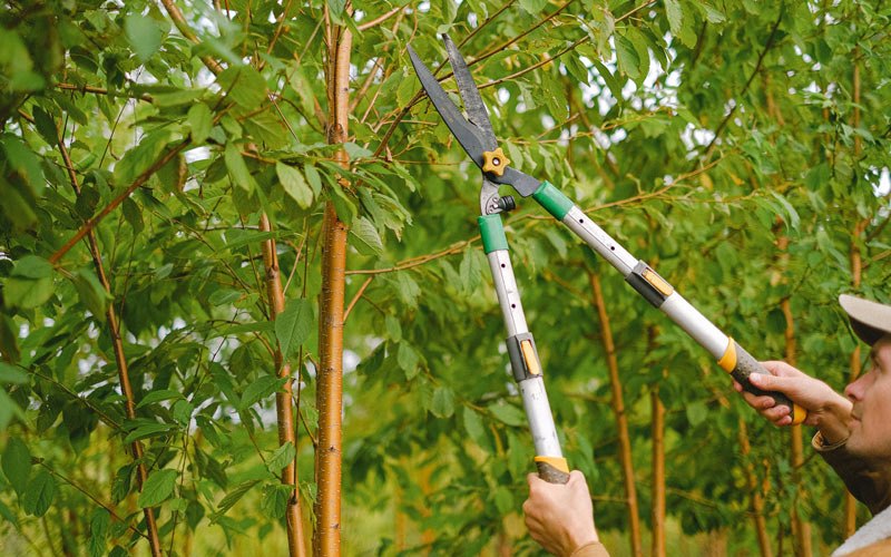 Tree trimming in Forks, WA